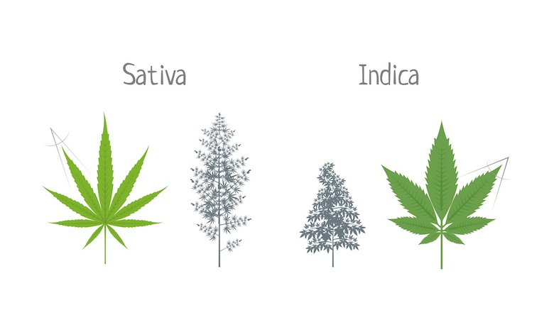 indica-vs-sativa-9281-1.png