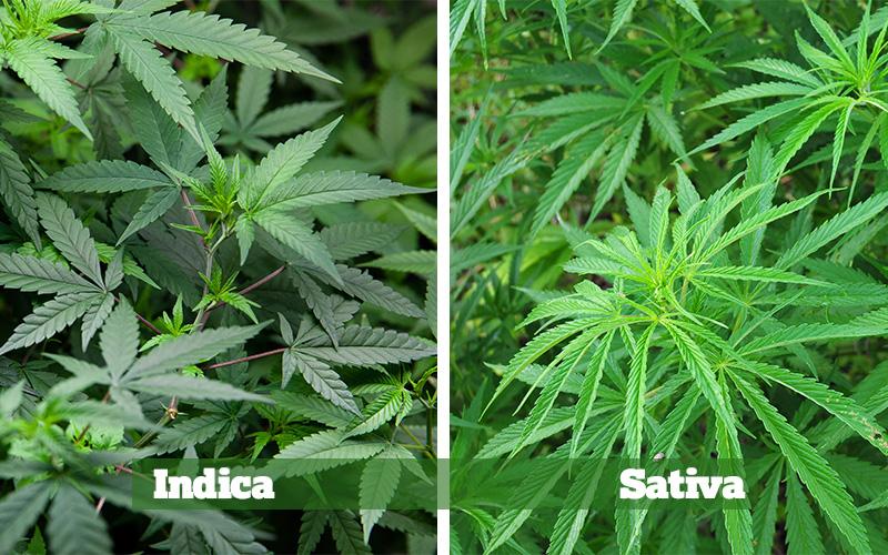 indica-vs-sativa-9281-2.jpg