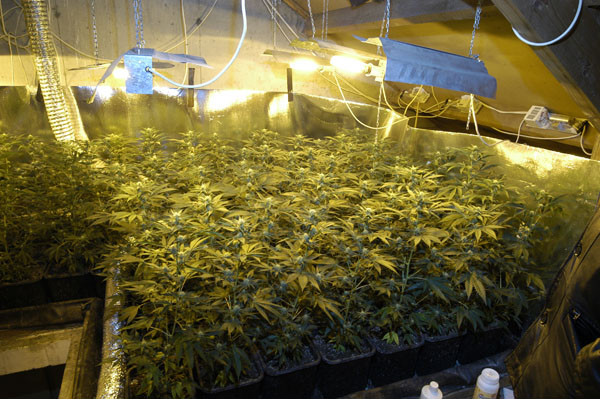 growroom-uprawa-marihuana-1.jpg