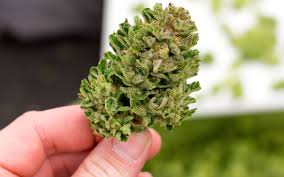 marihuana-roslina-1.jpg