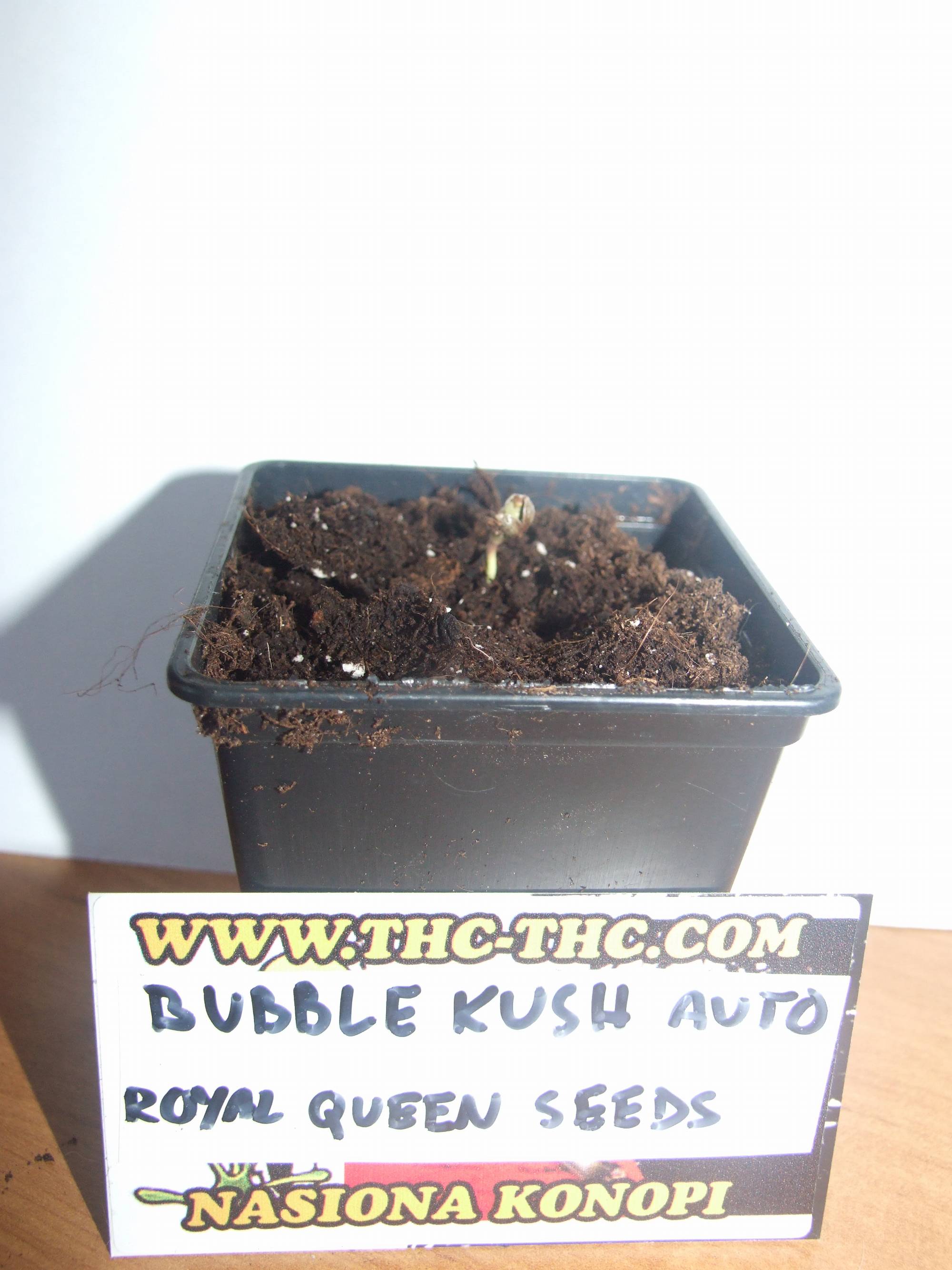 Bubble-kush-auto-1.jpg