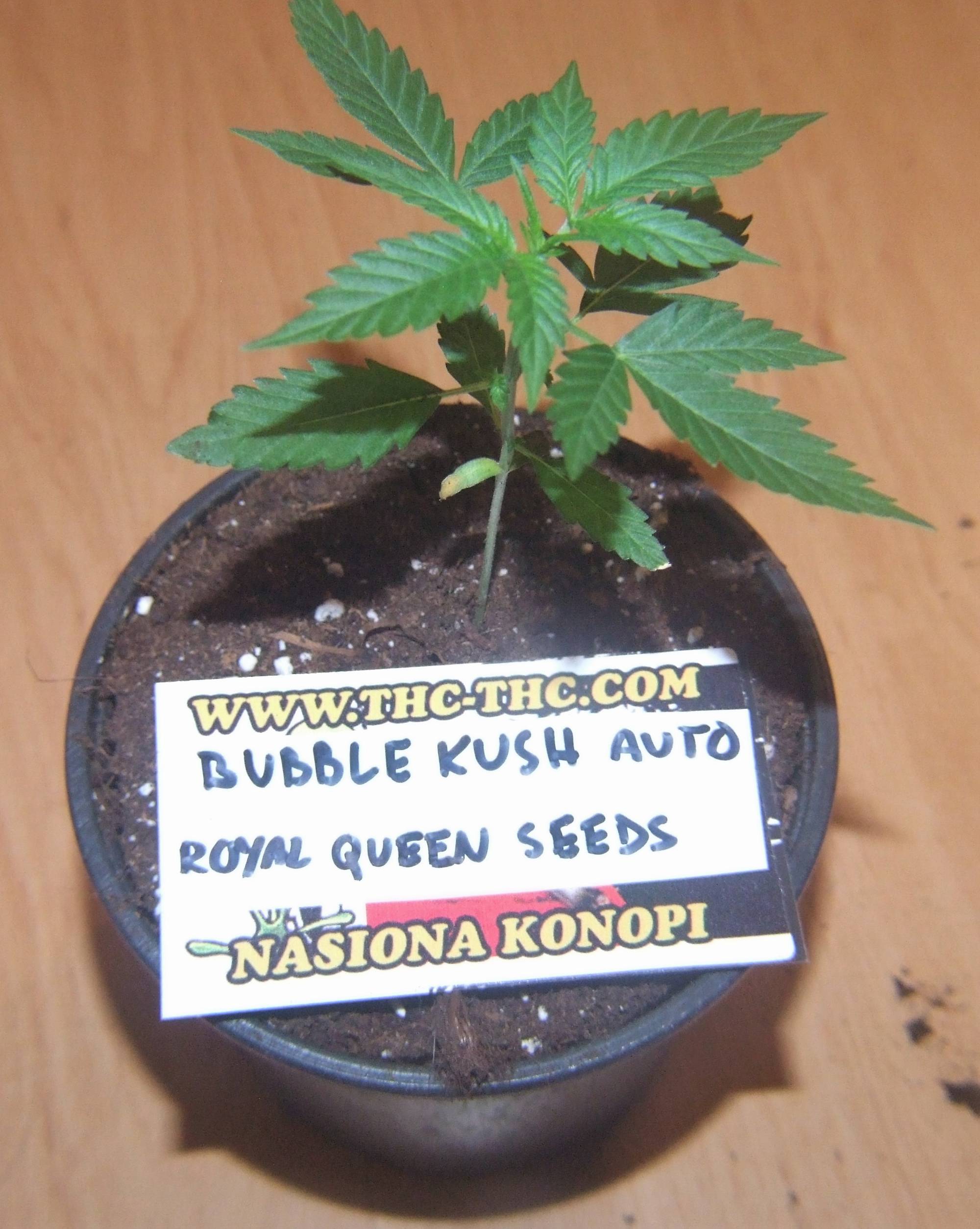 Bubble-kush-auto-2.jpg