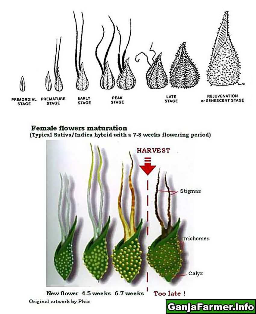 stigmas-trichomy-uprawa-marihuany-konopi-703519.jpg