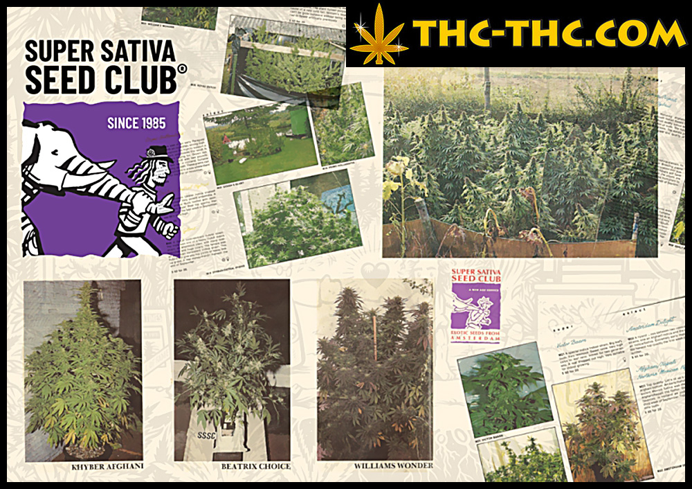 super-sativa-seed-club-na-thc-thc-7901.jpg